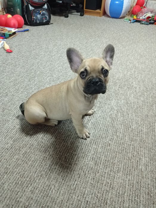 Французский бульдог