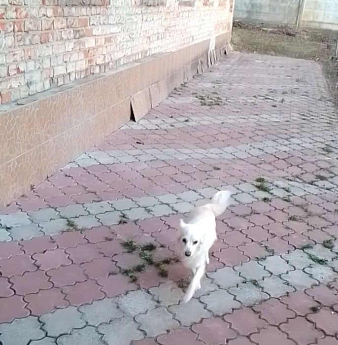 Віддам в добрі руки дівчинку