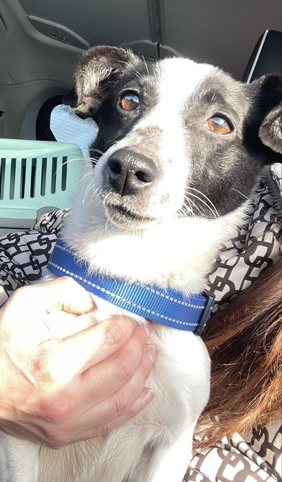 Джек рассел ,дівчінка ,2 роки у добрі руки