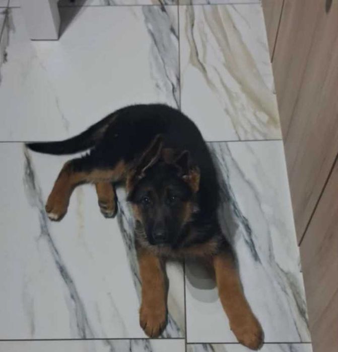 Owczarek Niemiecki szczenięta