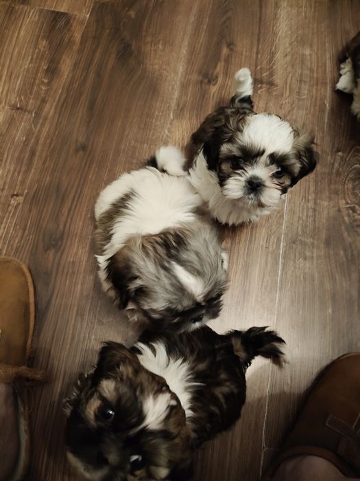 Sunia shih TZU  trikolor