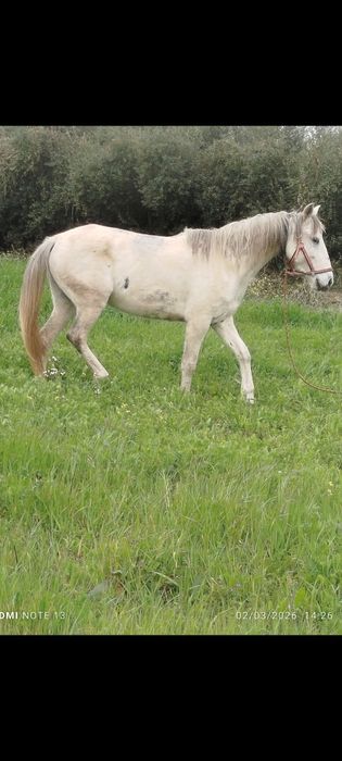 Vendo égua com 7 anos