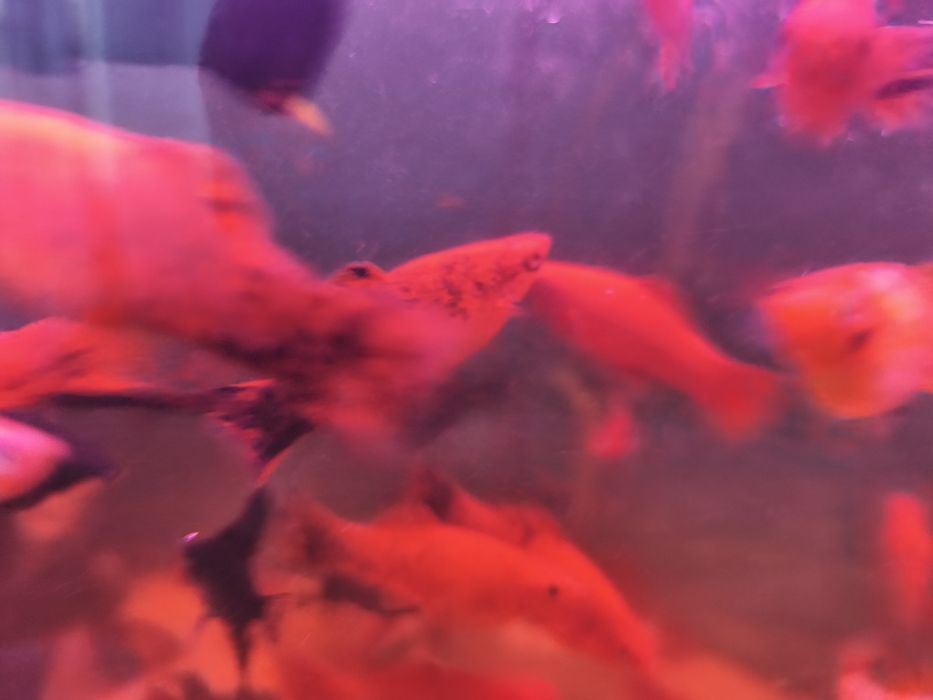 Sprzedam rybki akwaryjne