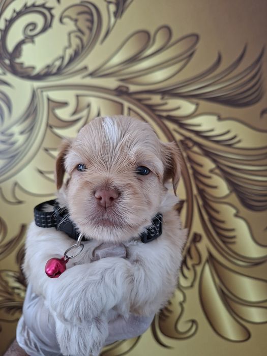 Hawańczyk piesek szczenię