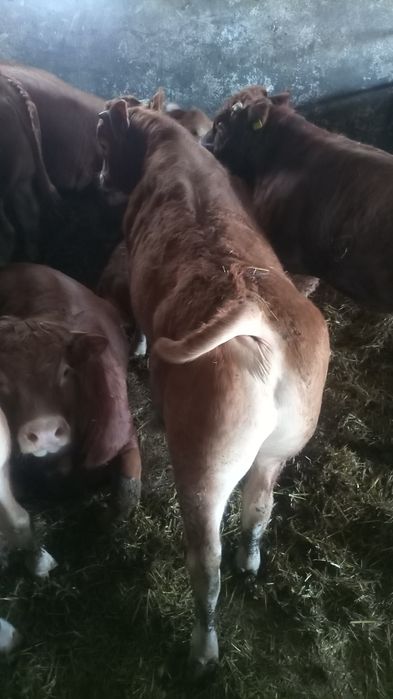 Limousine Byczki i Jałówki