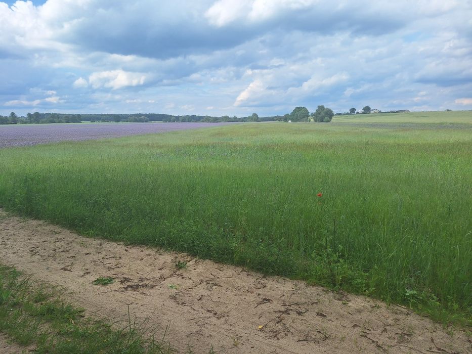 Działka budowlana blisko natury