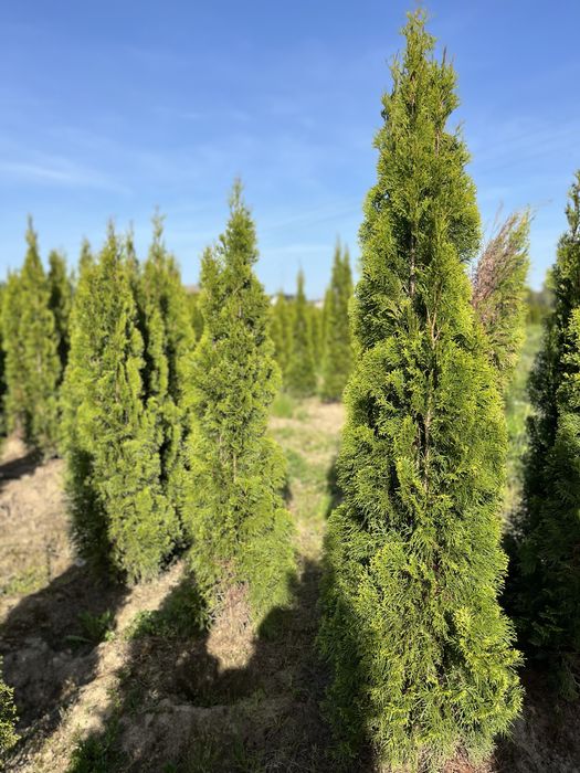 Tuje szmaragd Wojnicz