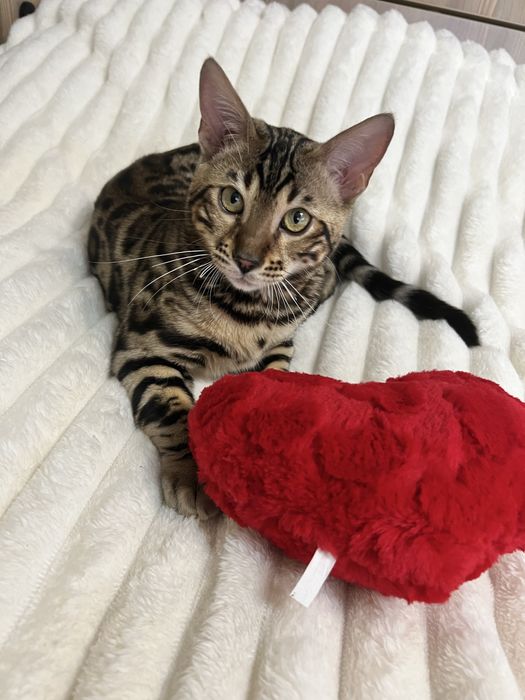 Продам хлопчика бенгала 5 місяців