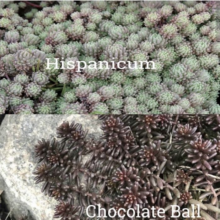 Очиток firecracker,angelina,medindorfa,variegata,lime zinger,ewersi