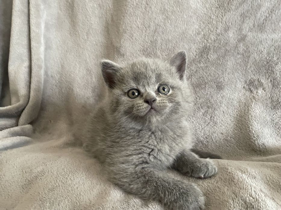 Кошенята шотландські висловухі, прямовухі Scottish Fold та Straight
