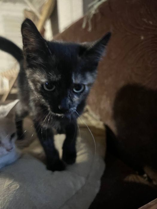 Отдам котят в хорошие руки