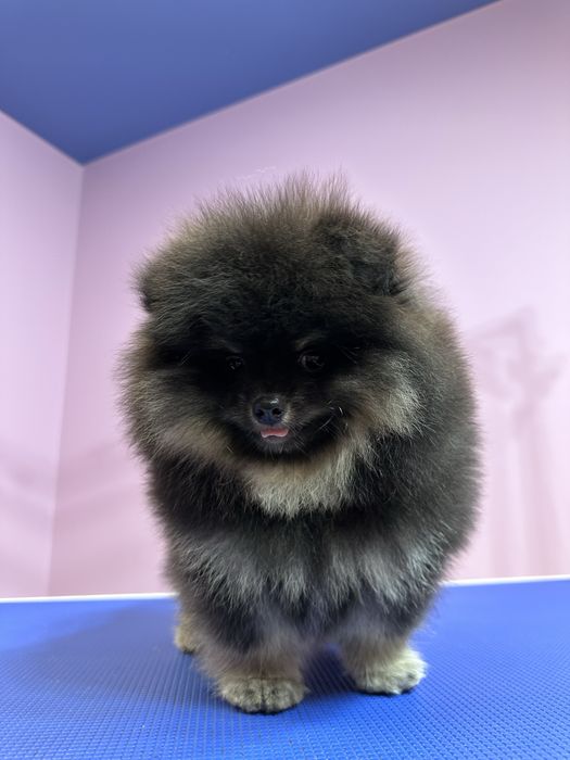 Szpic miniaturowy PETARDA !!!