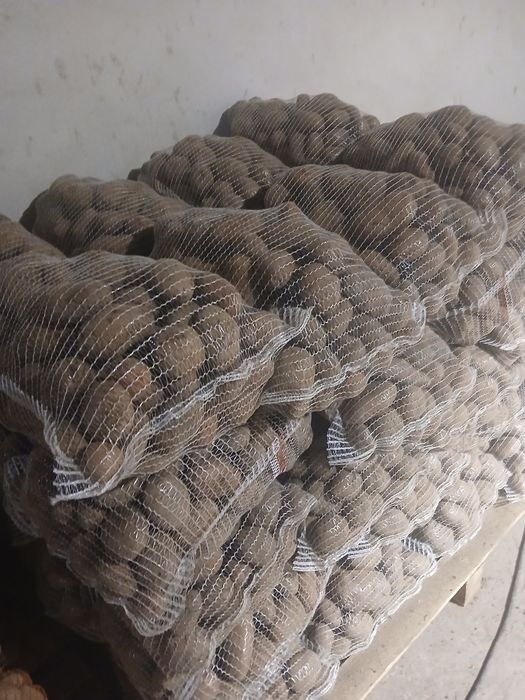 Ziemniaki  jadalne  czerwone