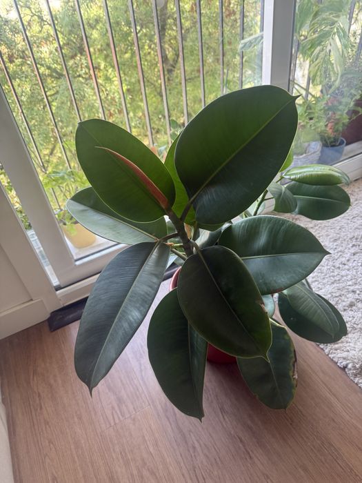 Ficus elastica 70 cm