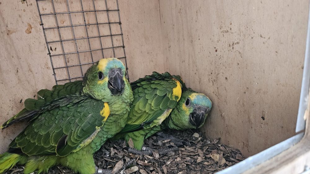 Casal Amazonas Aestivas Reprodutor