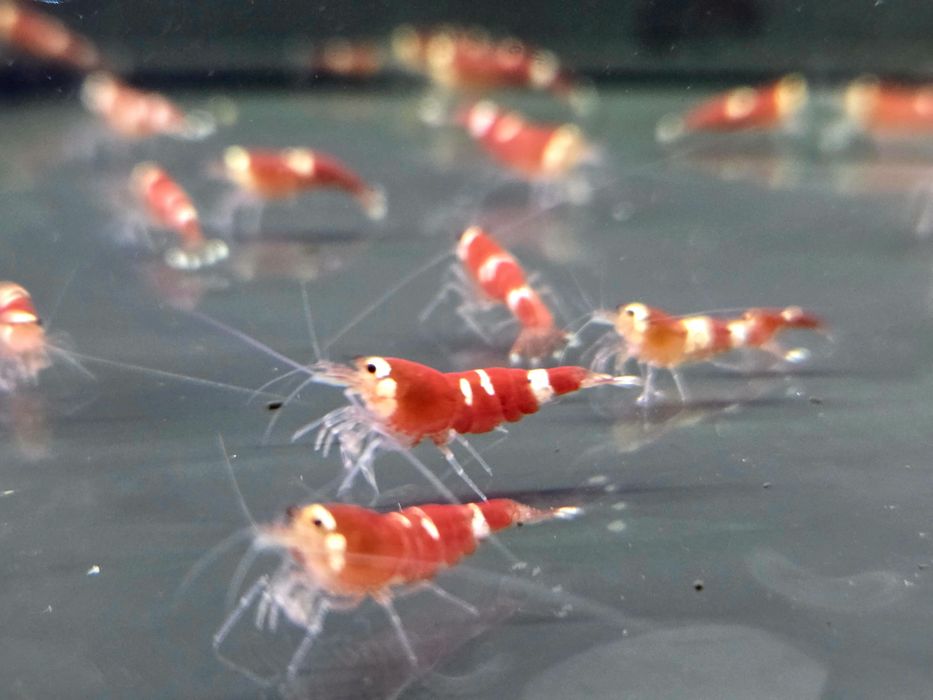 Krewetka caridina super crystal red