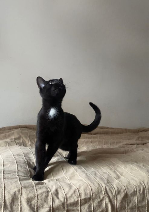 Sezam szuka wspanialej rodziny