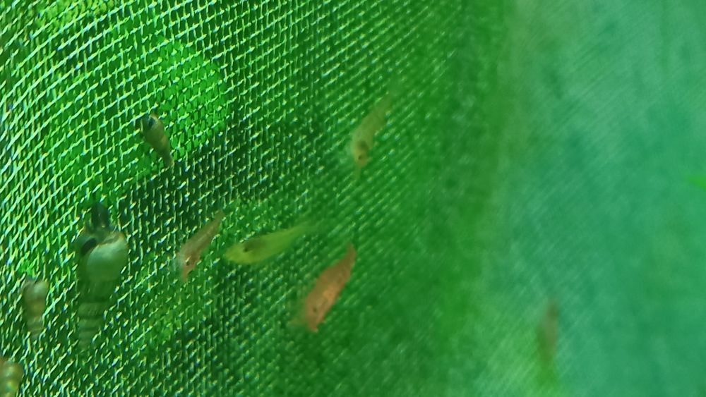 Lindos Camarões Neocaridina promoção