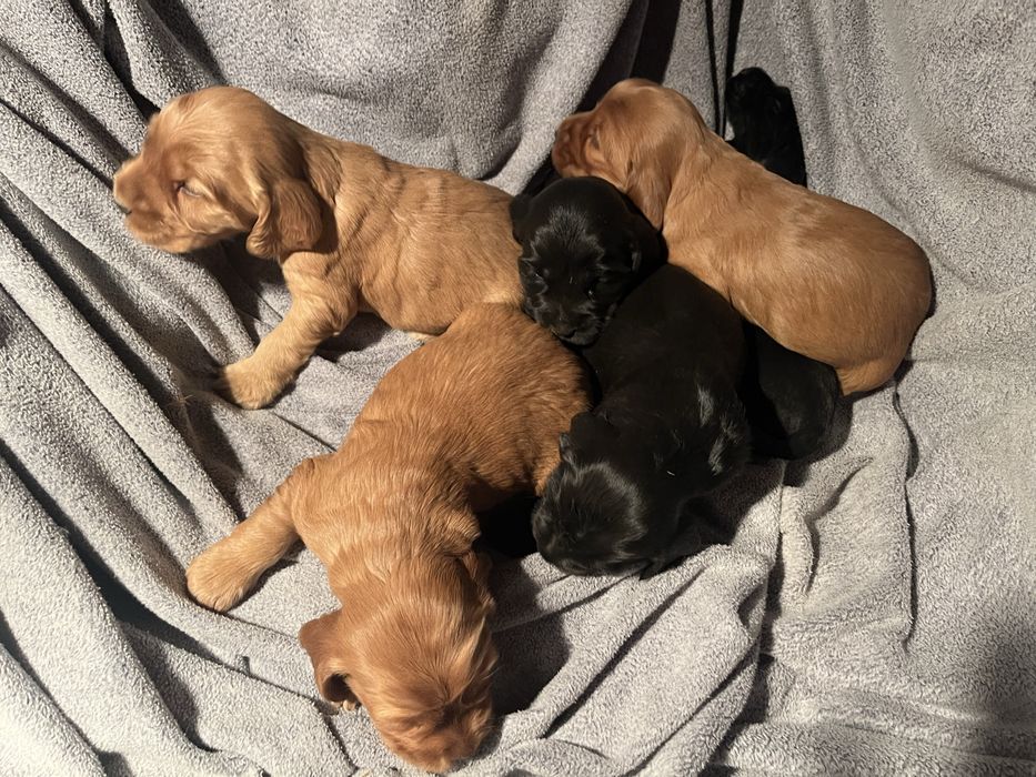Cocker spaniel cudowny szczeniak