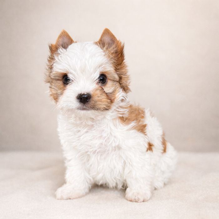 Cudny, malutki piesek york white ocean pearl, laleczka