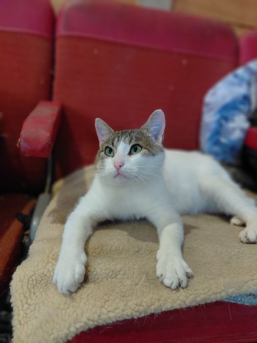 Котикам потрібен дім