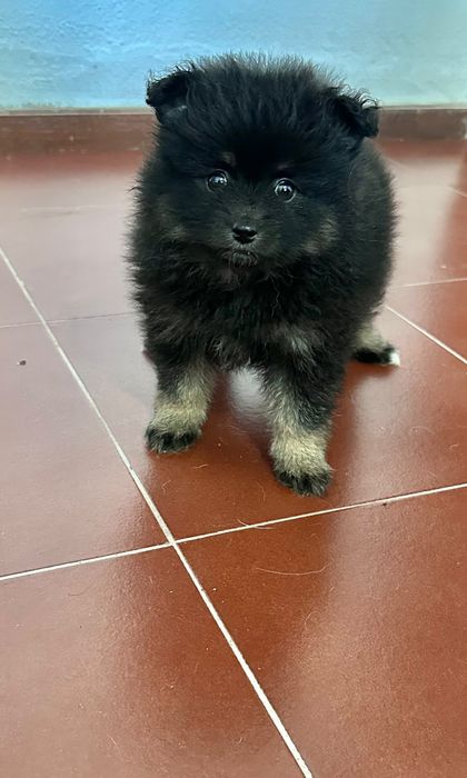 Spitz alemão macho  anão