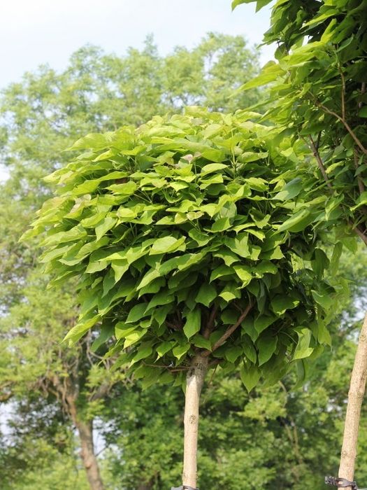 Katalpa, Katalpy, Surmia, Drzewka ozdobne PROMOCJA