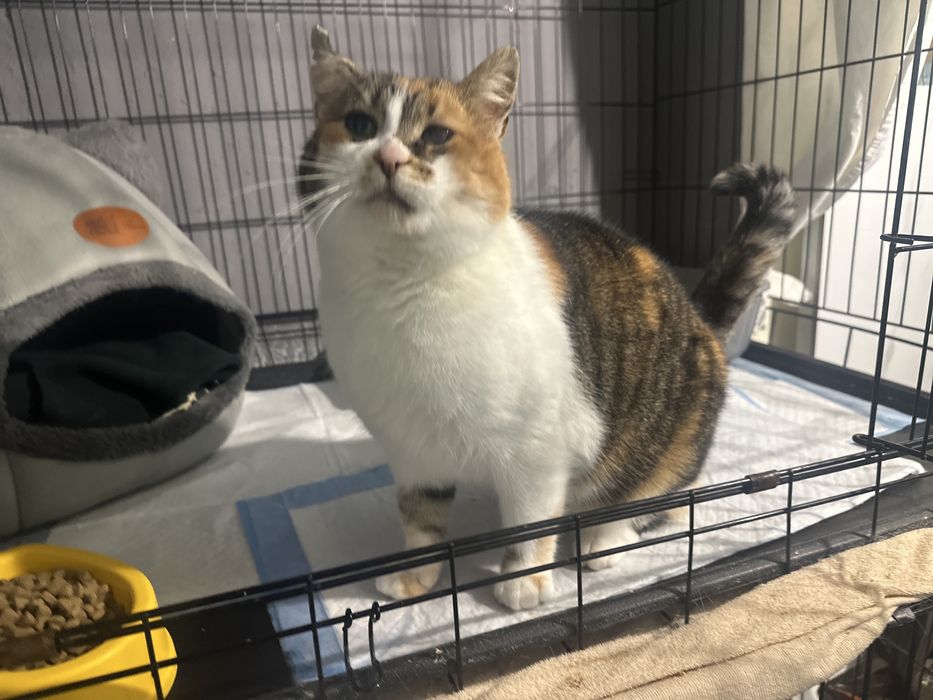 Królowa Gaja czeka na kochajacy dom