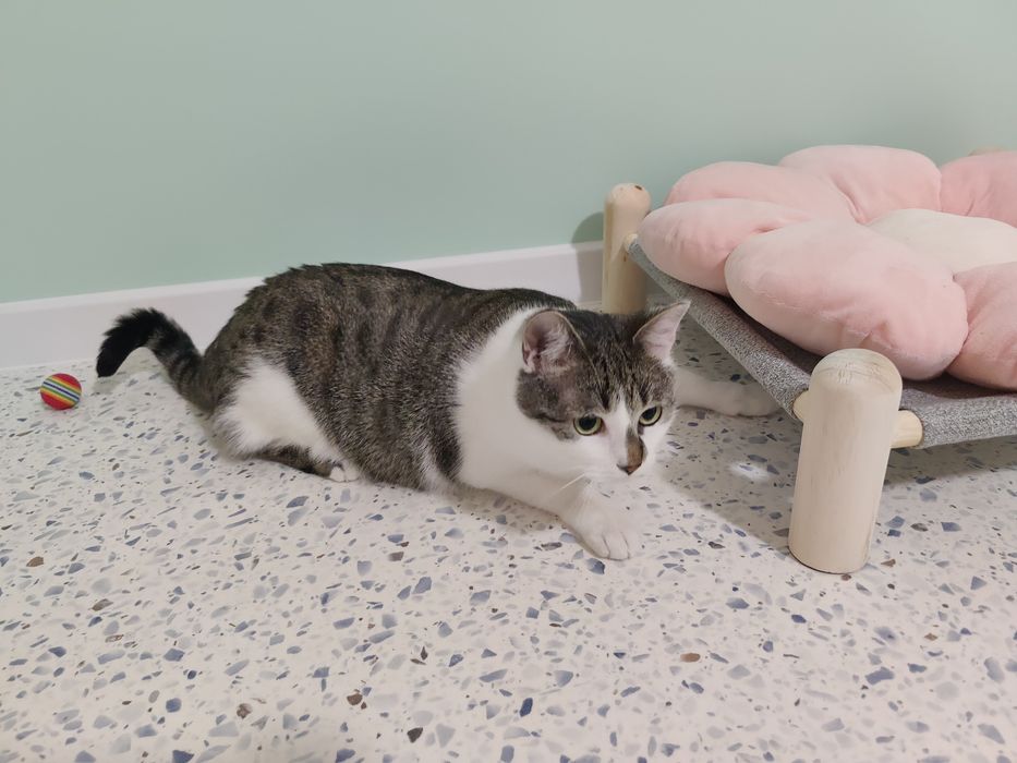Kot do adopcji - CEDAR, 1.5 roku ,  FELV+