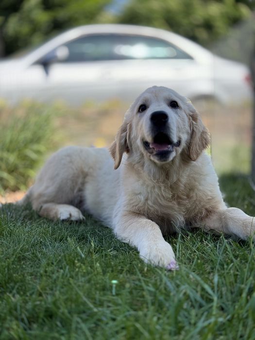 Golden Retriever Gotowy do odbioru
