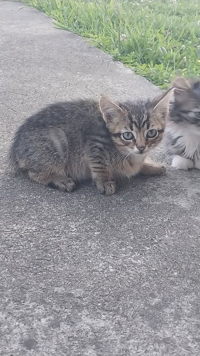 Віддам у добрі руки кошенят