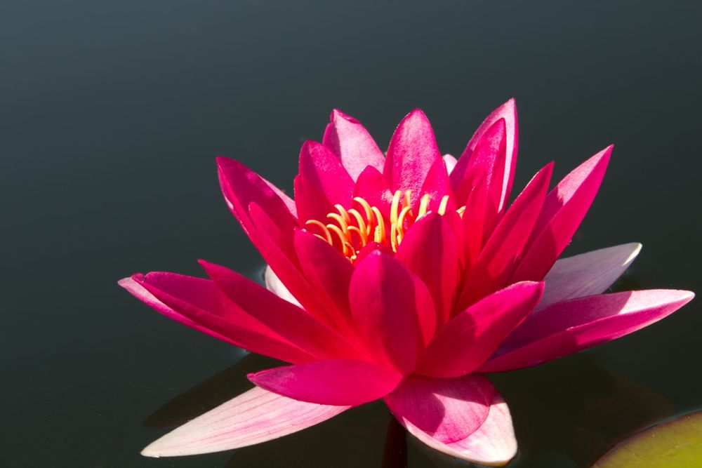 Rośliny do oczka wodnego i stawu