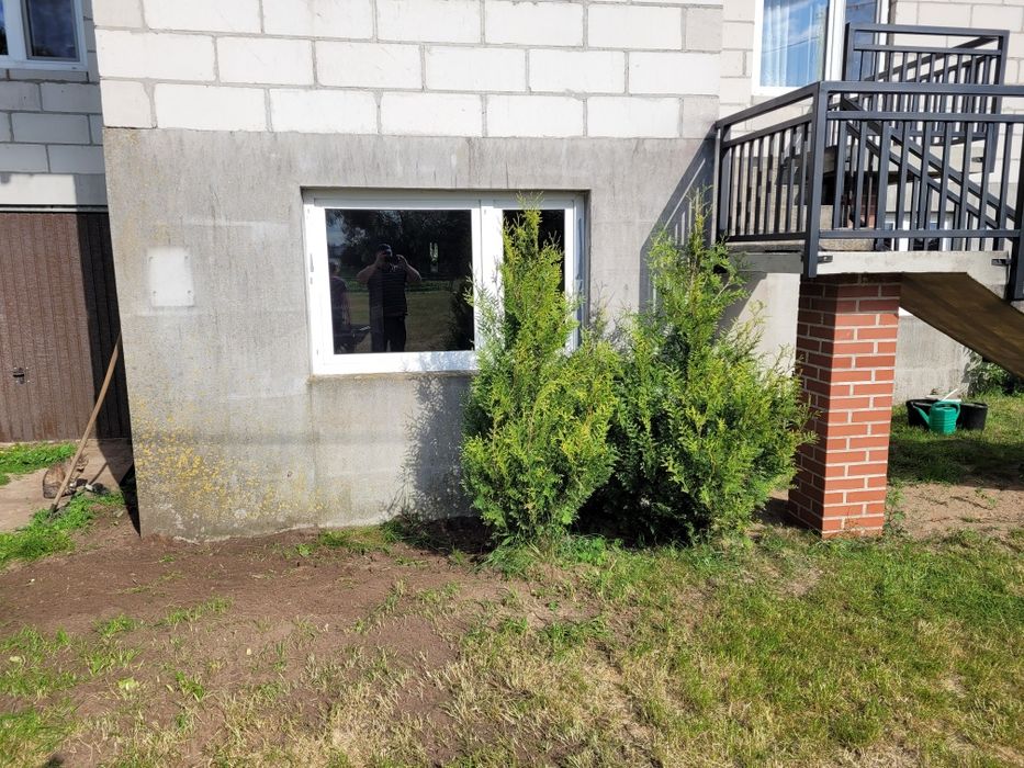Tuje 2szt  wysokość ok 180cm do przesadzenia