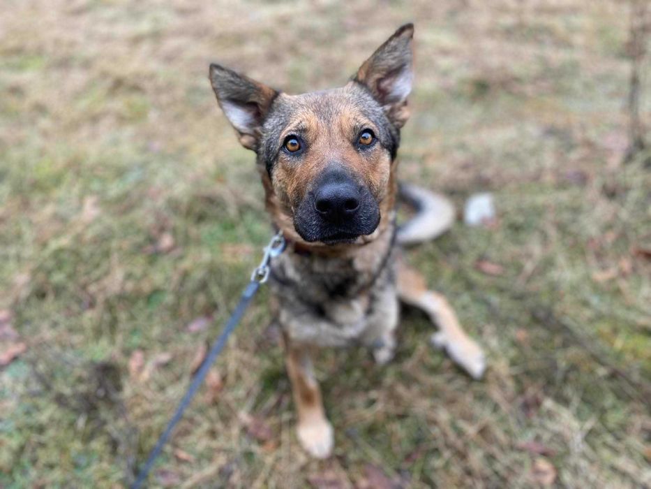 Alinka - niezłomna trójłapka w typie owczarka niemieckiego szuka domu!