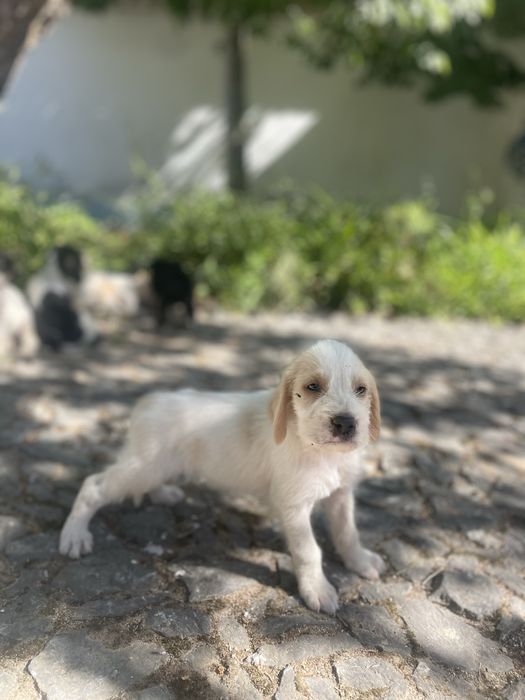 Cachorrinhos Grand Griffon Vendéen com dois meses para adoção