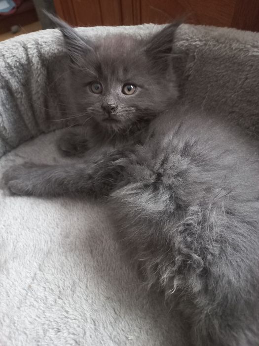 Kocurek Maine Coon Blue Solid