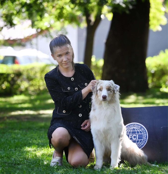 Owczarek australijski typ amerykanski - samiec - sprzedany