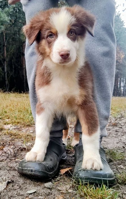 Owczarek australijski FCI - pies