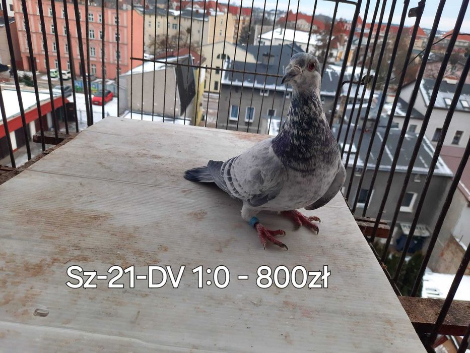 Sprzedam Gołębie Pocztowe