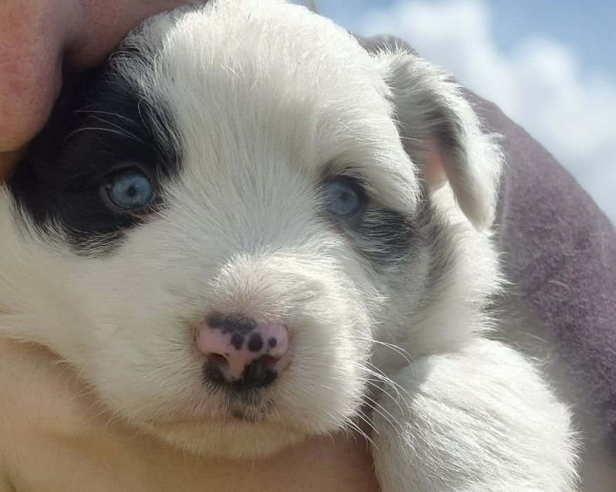 Border collie piesek