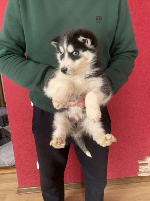 Чарівні цуценята Хаскі