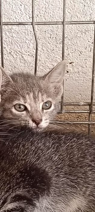 Gatinhos bebés para adoção