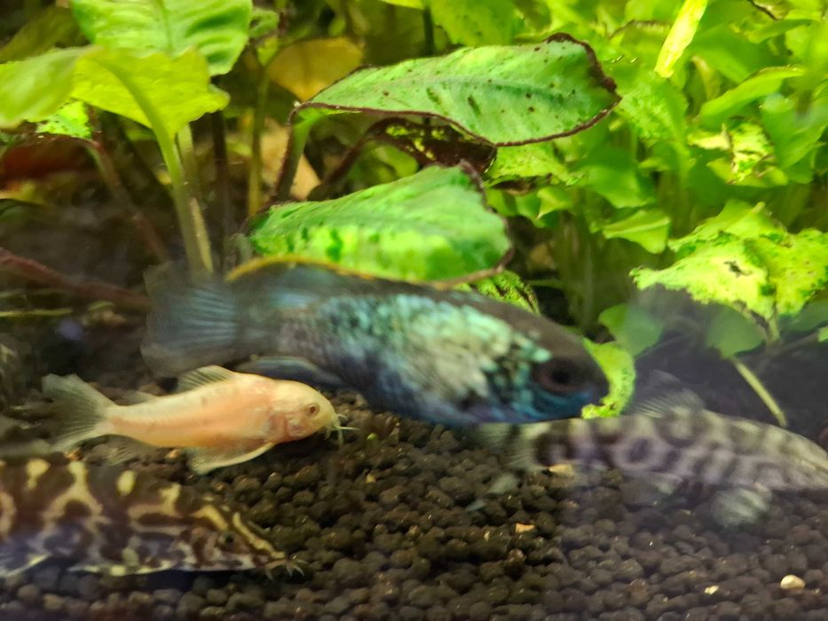 kiryski ( pstry, złoty, spiżowy)