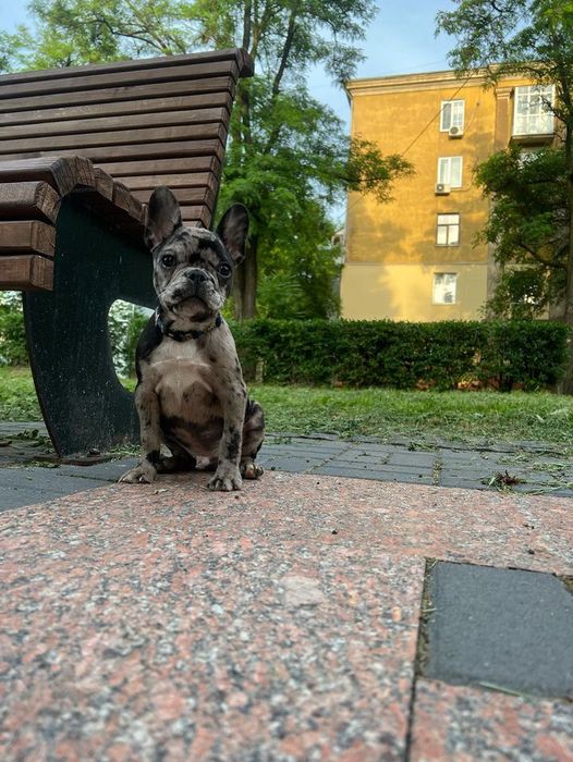 Вʼязка французький бульдог