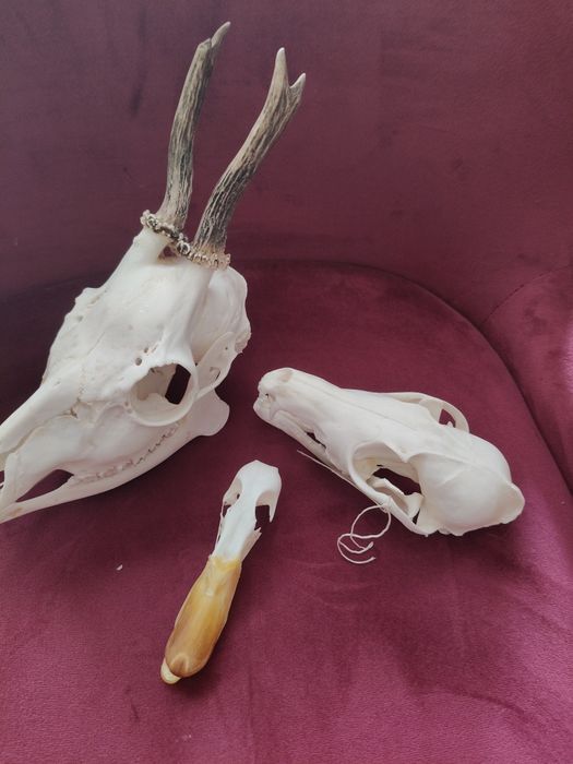 Zestaw Taxidermy Rogacz, Lis i Kaczor