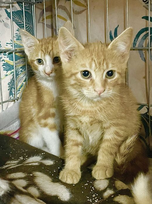 Котенок маленький мальчик ярко рыжий кошеня яскраво рудий хлопчик