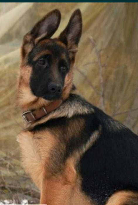 Суки нем овчарки из питомника