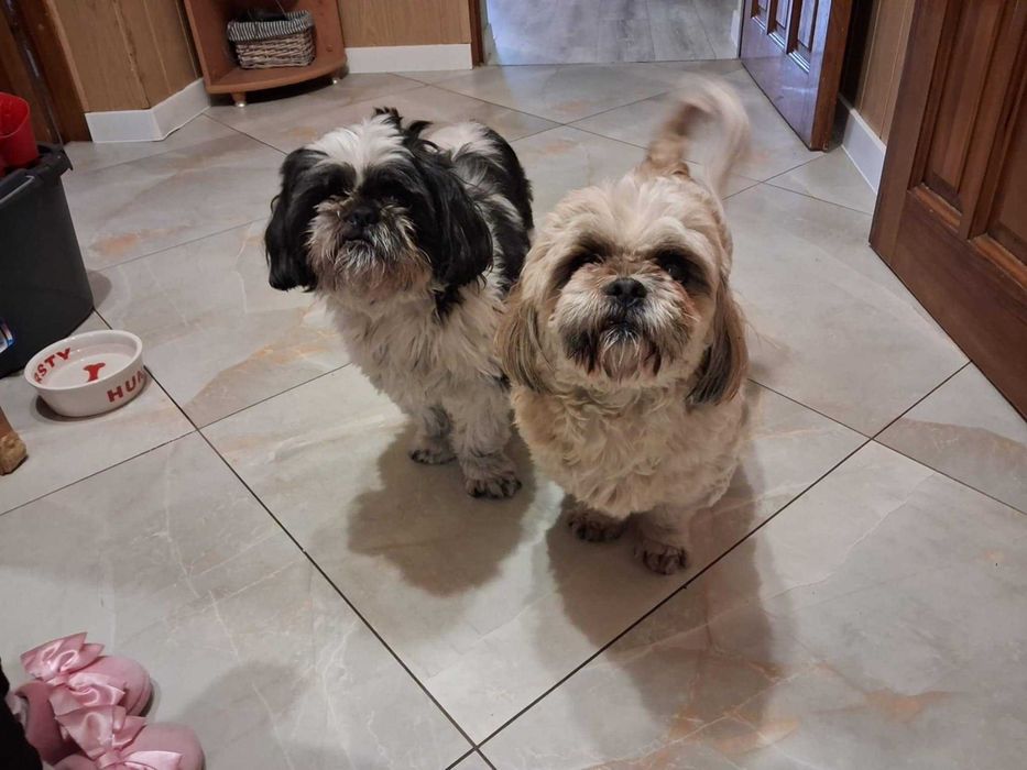 Poszukuje domu dla piesków Shih tzu