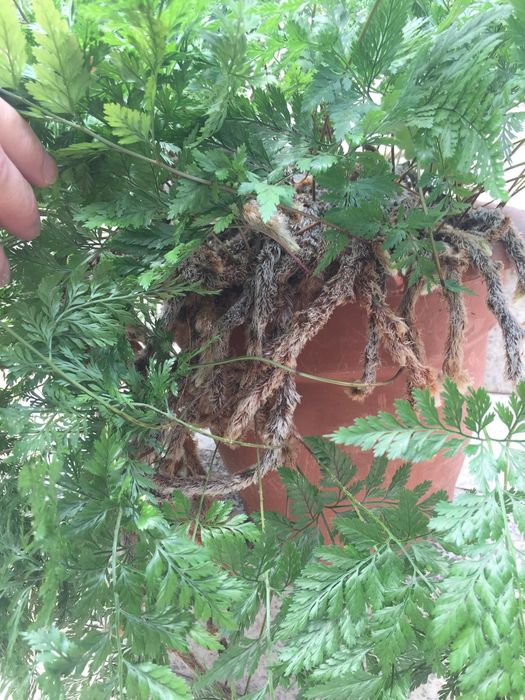 Feto renda portuguesa em vaso