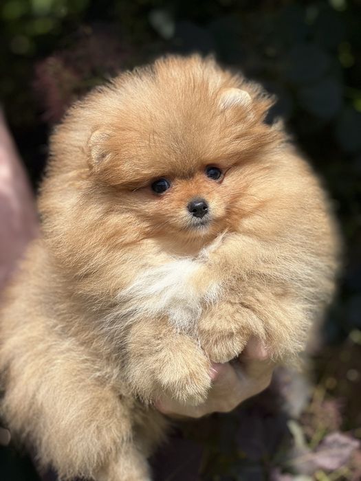 Pomeranian piesek